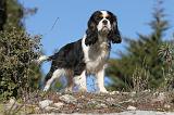 CAVALIER KING CHARLES 311